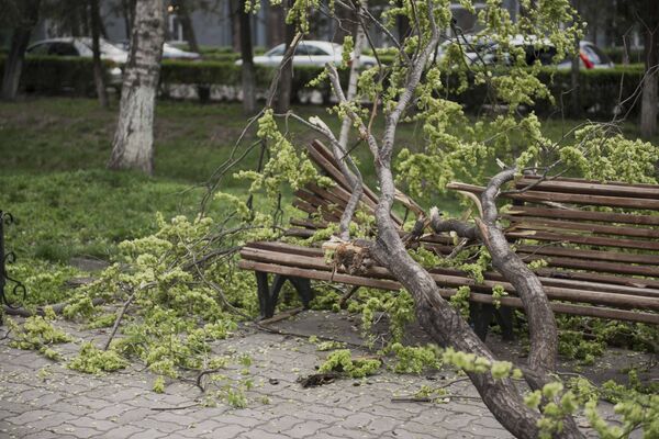 Упавшая ветка дерева на молодого человека, сидевшего на скамейке на бульваре Эркиндик - Sputnik Кыргызстан