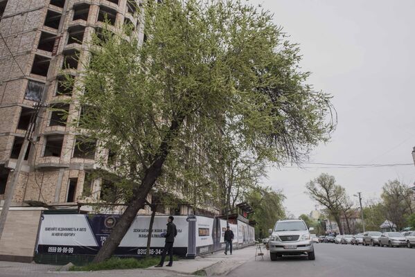Деревья, угрожающие жизни и безопасности бишкекчан - Sputnik Кыргызстан