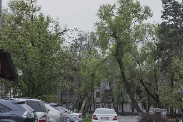 Накренившееся дерево на одном из районов Бишкека. Архивное фото - Sputnik Кыргызстан