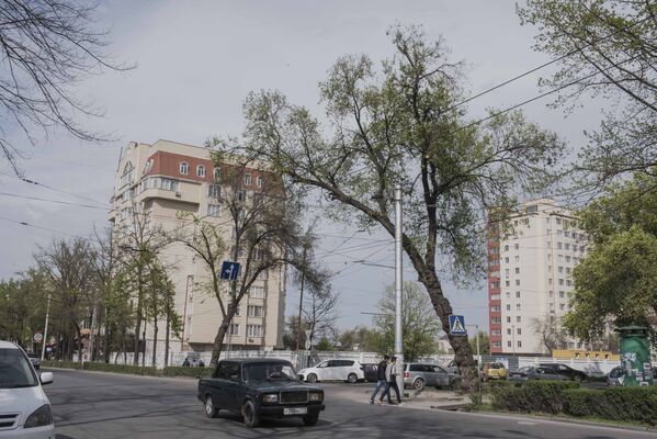 Деревья, угрожающие жизни и безопасности бишкекчан - Sputnik Кыргызстан