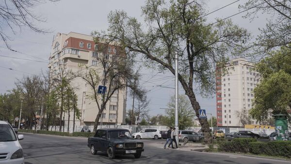 Накренившееся дерево у проспекта Манас в Бишкеке. Архивное фото - Sputnik Кыргызстан