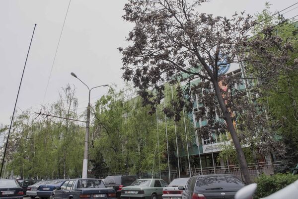 Накренившееся дерево у здания в Бишкеке. Архивное фото - Sputnik Кыргызстан