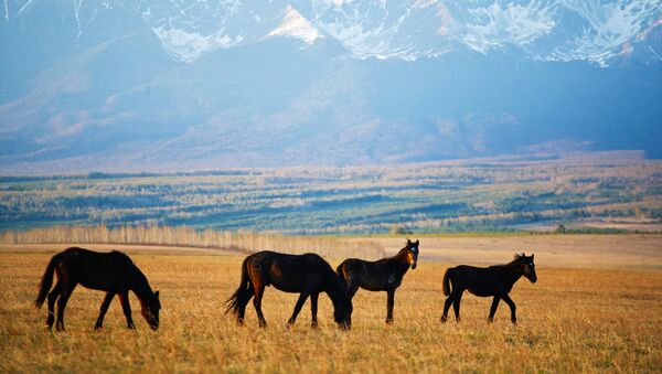 Лошади недалеко от села Галбай. Архивное фото - Sputnik Кыргызстан