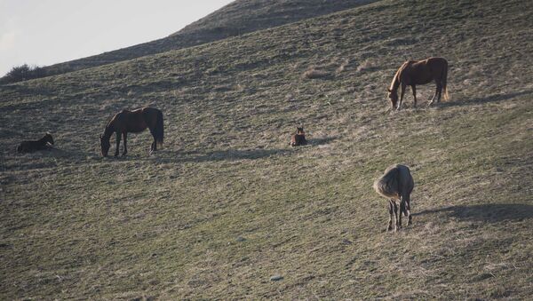 Лошади пасутся на поле. Архивное фото - Sputnik Кыргызстан