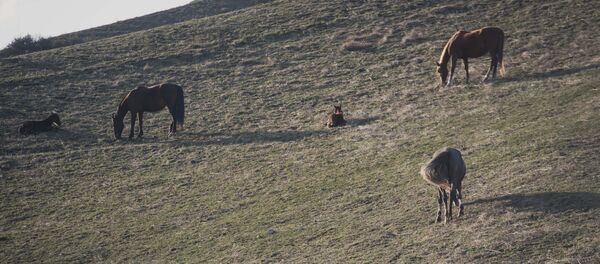 Жайлоодогу аттар. Архив - Sputnik Кыргызстан