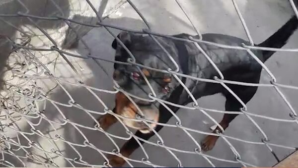 Хозяйка ротвейлера, напавшего на ребенка в Бишкеке: у меня добрая собака - Sputnik Кыргызстан