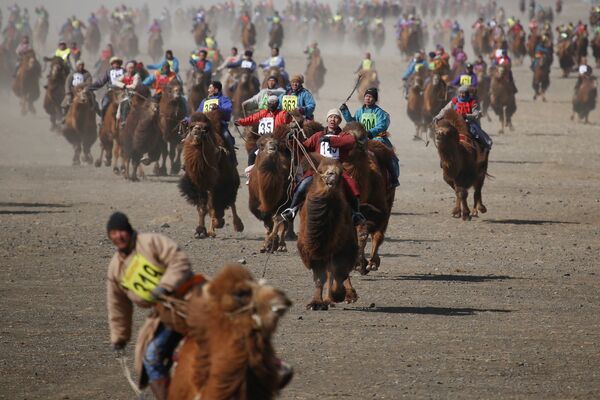 Монголиянын Даланзадгаде шаарында төө жарышы өттү. Ага быйыл 1108 адам катышып, рекорд коюлду - Sputnik Кыргызстан