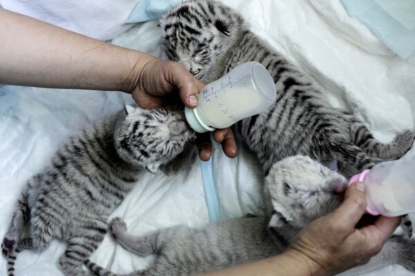 Детеныши белого тигра альбиноса. Архивное фото - Sputnik Кыргызстан