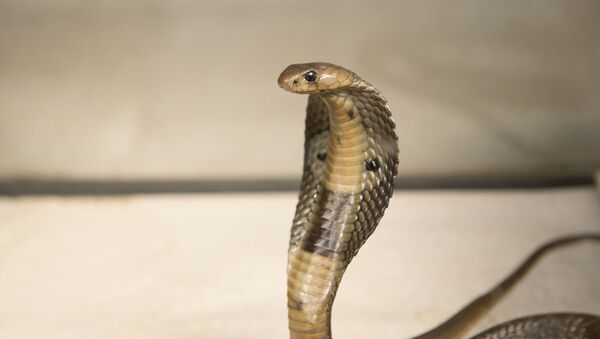 Ядовитая змея кобра - Sputnik Кыргызстан