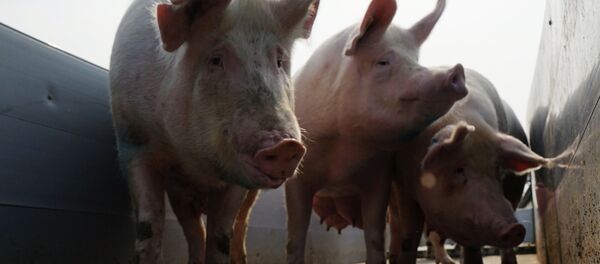 Свиньи. Архивное фото Свиньи. Архивное фото - Sputnik Кыргызстан