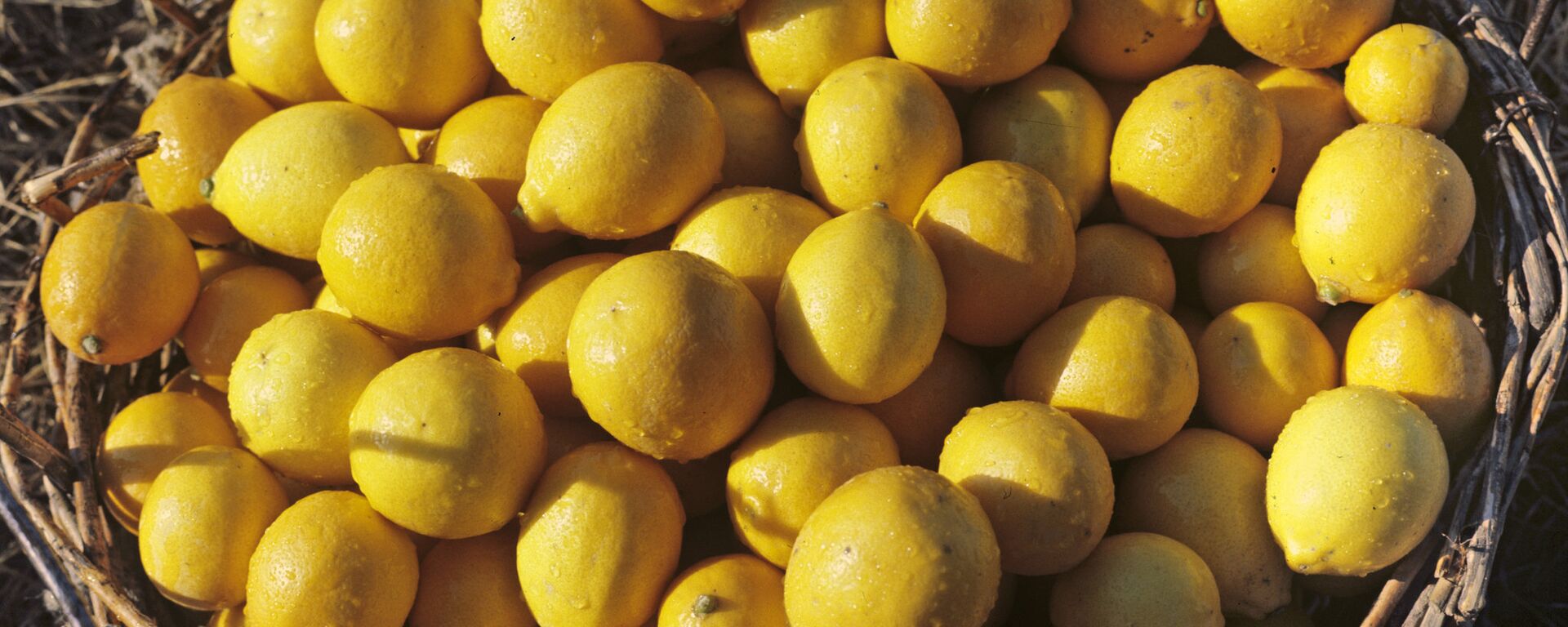 Корзина с лимонами - Sputnik Кыргызстан, 1920, 22.04.2026