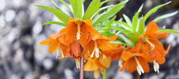 Айгүл гүлү “Эдуарддын чаар гүлү” деген илимий аталышка ээ - Sputnik Кыргызстан