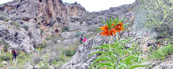 Цветок Айгуль на одноименной горе в селе Кара-Булак Цветок Айгуль на одноименной горе в селе Кара-Булак - Sputnik Кыргызстан