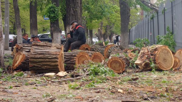 Муниципальные службы Бишкека приступили к спилу старых деревьев рядом со столичной школой №2 - Sputnik Кыргызстан