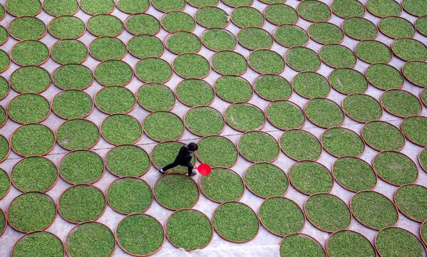 Выращивание белого чая в провинции Фуцзянь, Китай - Sputnik Кыргызстан