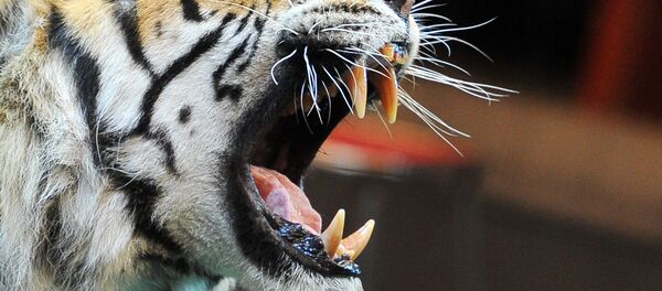 Тигр. Архивное фото - Sputnik Кыргызстан