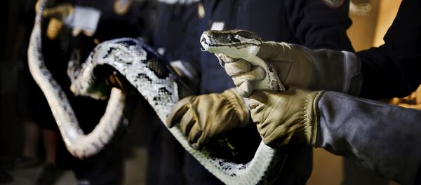 Питон отряд пресмыкающих - Sputnik Кыргызстан