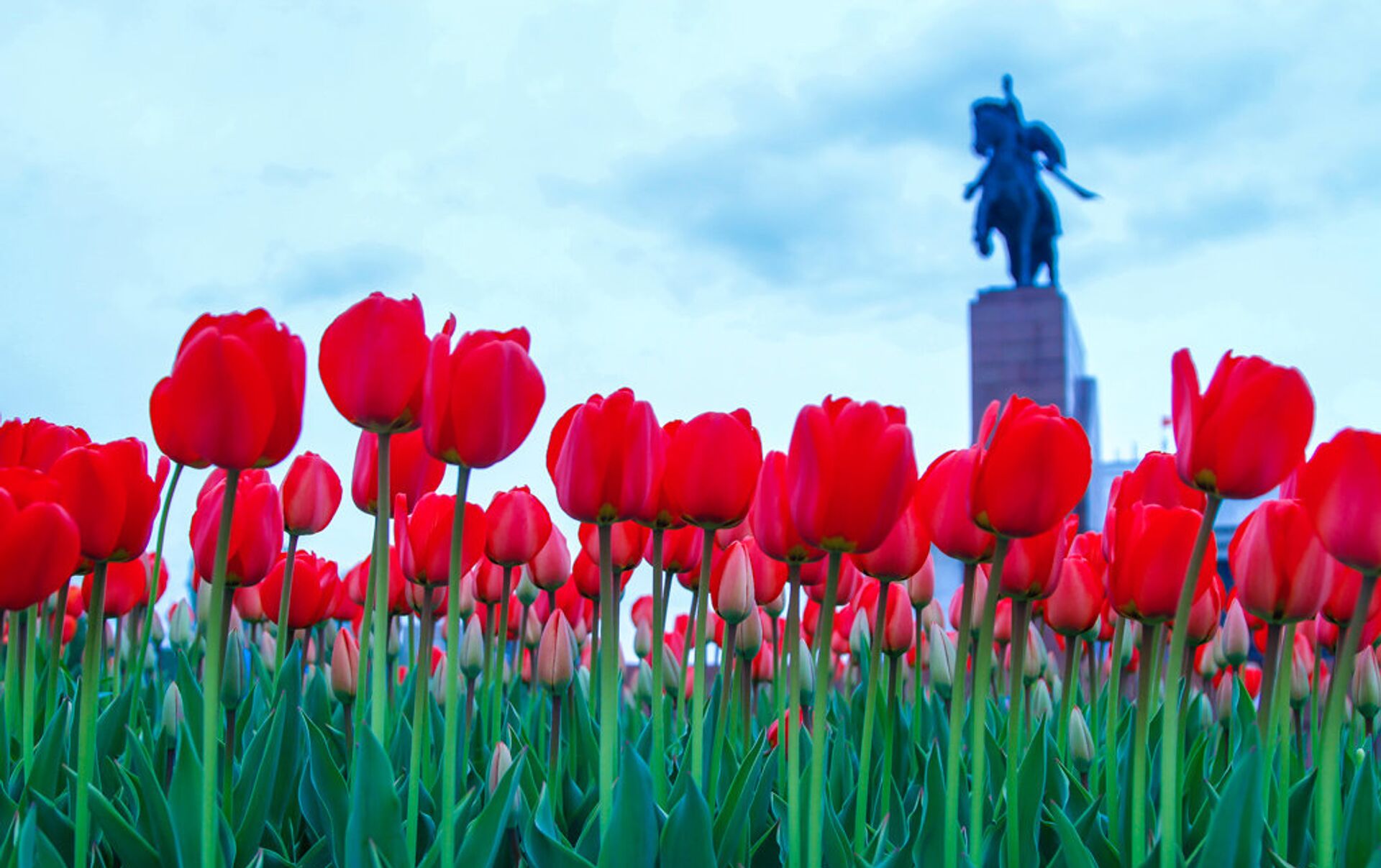 Тюльпан день победы фото