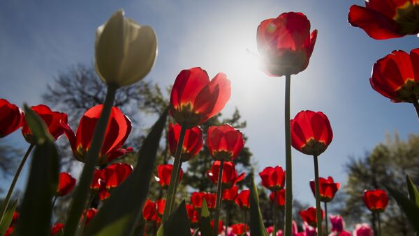 В центре Бишкека расцвели тюльпаны. Архивное фото - Sputnik Кыргызстан
