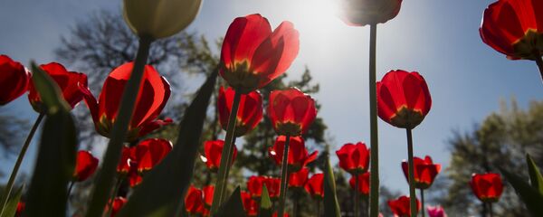 Гүлдөгөн жоогазыднар. Архив Гүлдөгөн жоогазыднар. Архив - Sputnik Кыргызстан