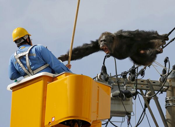 Сбежавший из зоопарка самец шимпанзе на линиях электропередачи в городе Сендай на северо-востоке Японии - Sputnik Кыргызстан