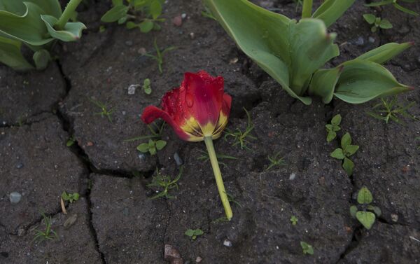Неизвестные сорвали тюльпаны с клумб на центральной площади Ала-Тоо - Sputnik Кыргызстан