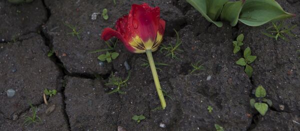 Клумбы тюльпанов на центральной площади Ала-Тоо в Бишкеке - Sputnik Кыргызстан