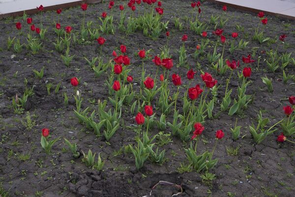 Клумбы тюльпанов на центральной площади Ала-Тоо в Бишкеке - Sputnik Кыргызстан