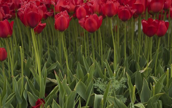 С 20 апреля начнется посадка новых сезонных цветов (сальвии, тагетиса, львиного зева, агератума, цинерария, пеларгонии и т.д.) на месте тюльпанов - Sputnik Кыргызстан