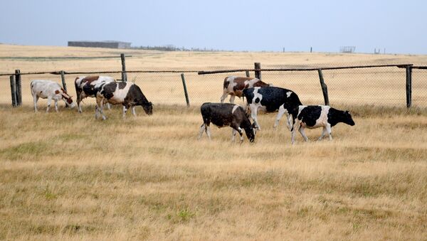 Коровы на поле. Архивное фото - Sputnik Кыргызстан