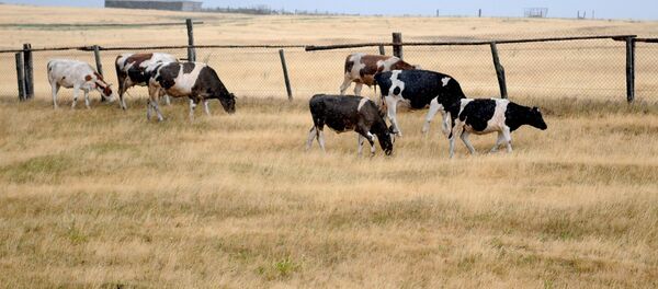 Коровы на поле. Архивное фото - Sputnik Кыргызстан