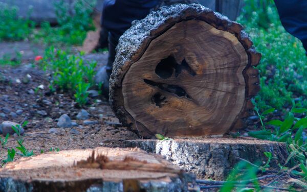 Обрезка веток и снос аварийных деревьев производятся по мере необходимости, а также по заявкам горожан, местных территориальных управлений и учреждений - Sputnik Кыргызстан