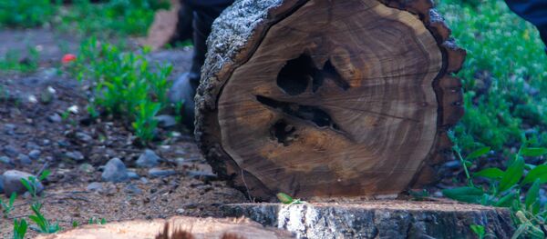 Араланган дарак. Архив - Sputnik Кыргызстан