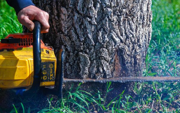 За март-апрель этого года предприятие произвело санитарную обрезку сухих веток на 2 444 деревьях и снос 129 старых насаждений - Sputnik Кыргызстан