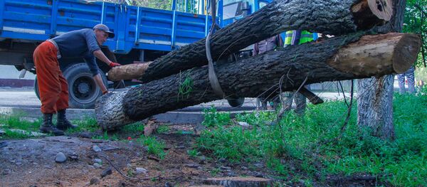 Муниципальное предприятие Зеленстрой проводит санитарную обрезку сухих веток и снос прогнивших деревьев - Sputnik Кыргызстан