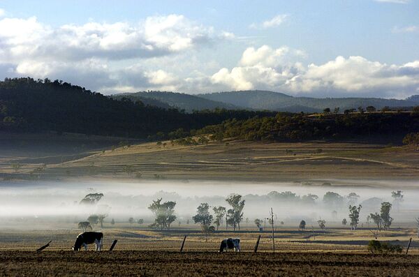 Крупный рогатый скот на пастбище, Австралия. Архивное фото - Sputnik Кыргызстан