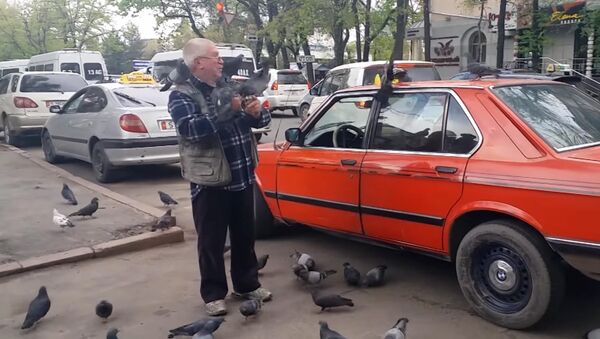 Бишкекские голуби налетели на таксиста, узнав в нем кормильца - Sputnik Кыргызстан