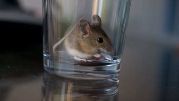 Мышь с стеклянной посуде. Архивное фото - Sputnik Кыргызстан