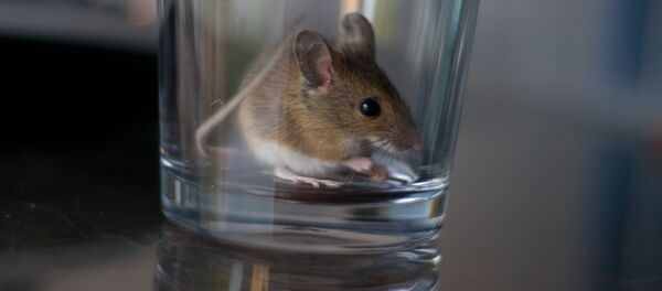 Мышь с стеклянной посуде. Архивное фото - Sputnik Кыргызстан