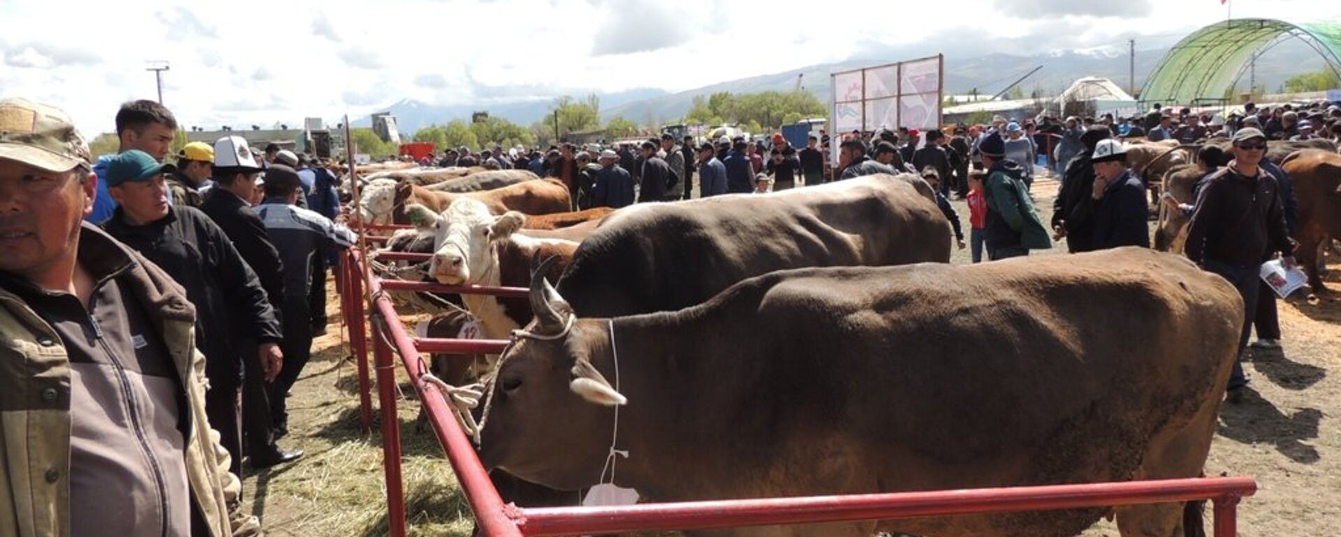 мал жана мал чарба продукциясынын импортуна чектөө. Архив - Sputnik Кыргызстан, 1920, 23.03.2026