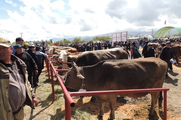 В Караколе состоялся Иссык-Кульский фестиваль фермеров - Sputnik Кыргызстан