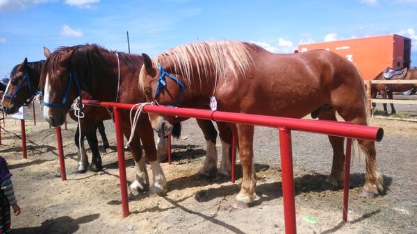 Пародистые лошади на международном фестивале фермеров в городе Каракол - Sputnik Кыргызстан