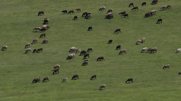 Отара овец на пастбище. Архивное фото - Sputnik Кыргызстан