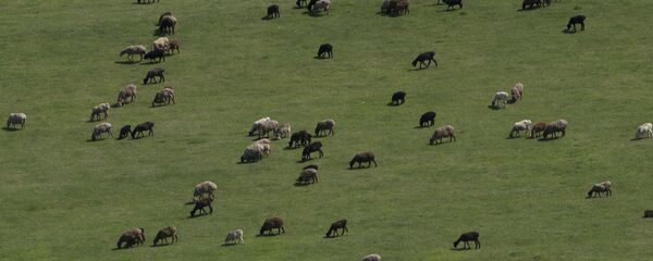Отара овец на пастбище. Архивное фото - Sputnik Кыргызстан