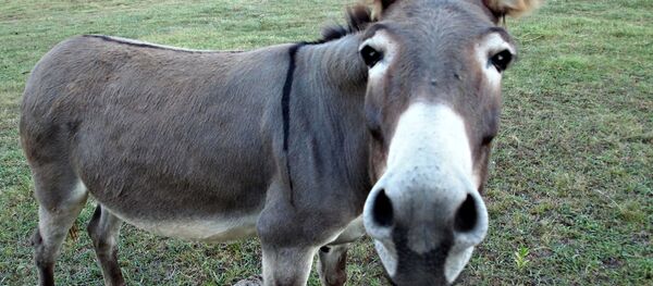 Эшек. Архив - Sputnik Кыргызстан