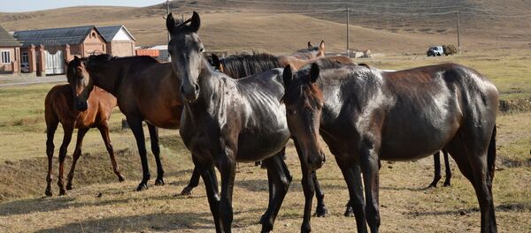 Жылкылар. Архив - Sputnik Кыргызстан
