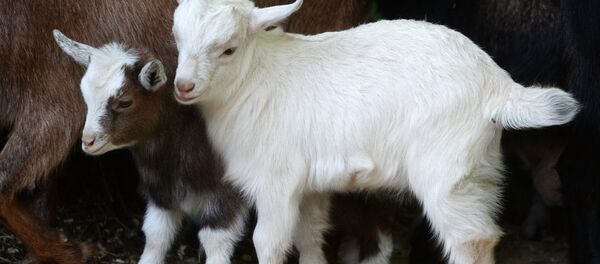 Улактар. Архив - Sputnik Кыргызстан