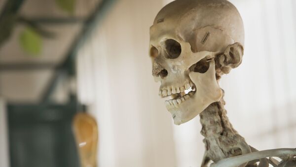 Скелет человека. Архивное фото - Sputnik Кыргызстан