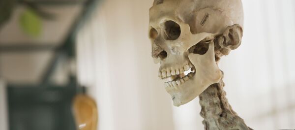 Скелет человека. Архивное фото - Sputnik Кыргызстан