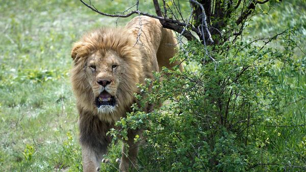 Выпуск львов в крымском сафари-парке Тайган - Sputnik Кыргызстан